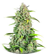 Сорт Jealousy Z XL Auto fem (Sweet Seeds)