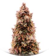 Сорт Totally Alpha OG Auto fem (AlphaFem Seeds)