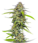 Сорт Strawberry Cheesecake Auto fem от Humboldt Seed Company