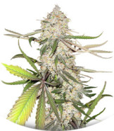 Сорт Blackberry Moonrocks fem (AlphaFem Seeds)