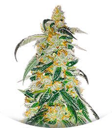 RudeBoi OG F1 fem (Seedkeepers)