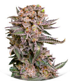 Papaya Frosting fem (Barney's Farm)