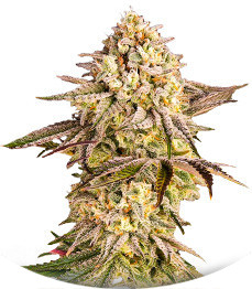 Blue Sunset Sherbert fem (Barney's Farm)