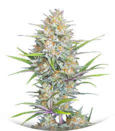 Сорт Z-Up Auto fem (FastBuds)