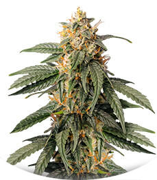 Семена сорта Ghost Chem OG Autoflower fem (Seedkeepers)