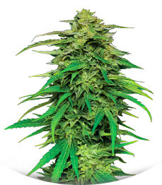 Сорт Mango Sherbert Auto fem от Humboldt Seed Company