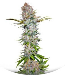 Jock Horror fem (Nirvana Seeds)