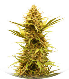 Сорт Critical XXL Auto fem (Herbies Seeds)
