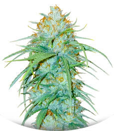 Сорт Sour Diesel x OG Kush fem (Seedkeepers)