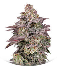 Easy Runtz Autoflower fem (Easy Grow Seeds)