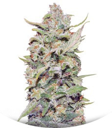 Peyote Critical fem (Barney's Farm)