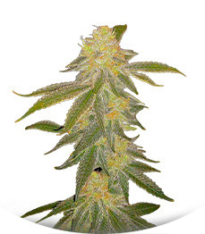 Future #1 fem (Blimburn Seeds)