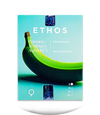 Banana Jealousy Auto RF3 fem (Ethos Genetics)