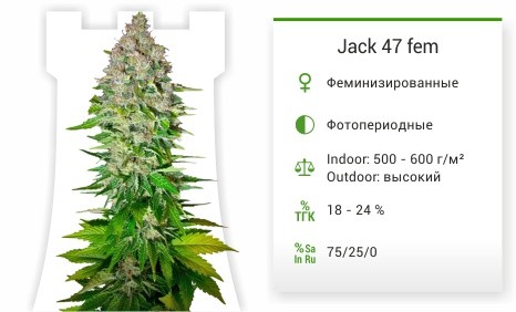 Сорт марихуаны Jack 47 Jack 47 от Sweet Seeds