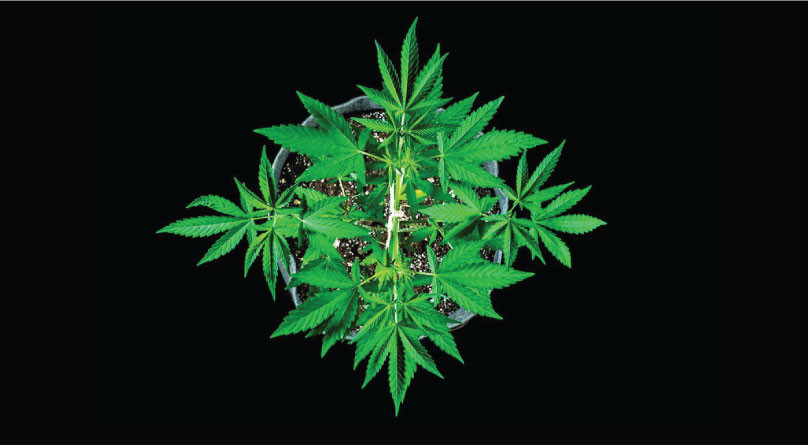 Макро и микроэлементы для конопли Куст конопли