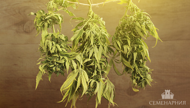 Как просушить коноплю быстро Как ускорить процесс сушки конопли