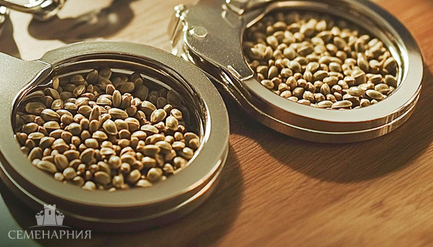 Семена конопли и закон Законность хранения семян конопли