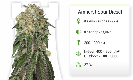Amherst Sour Diesel от Humboldt Seeds