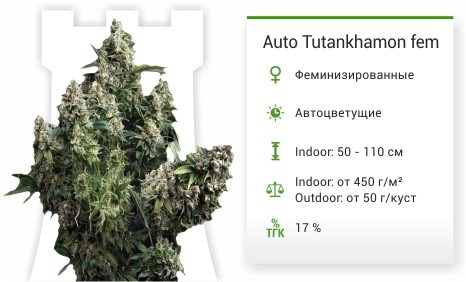 Сорт марихуаны Auto Tutankhamon Auto Tutankhamon от Pyramid Seeds