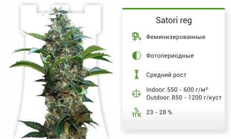 Satori reg от Mandala Seeds