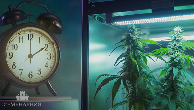 Световые режимы для автоцветущих сортов марихуаны Световой режим для автоцветов